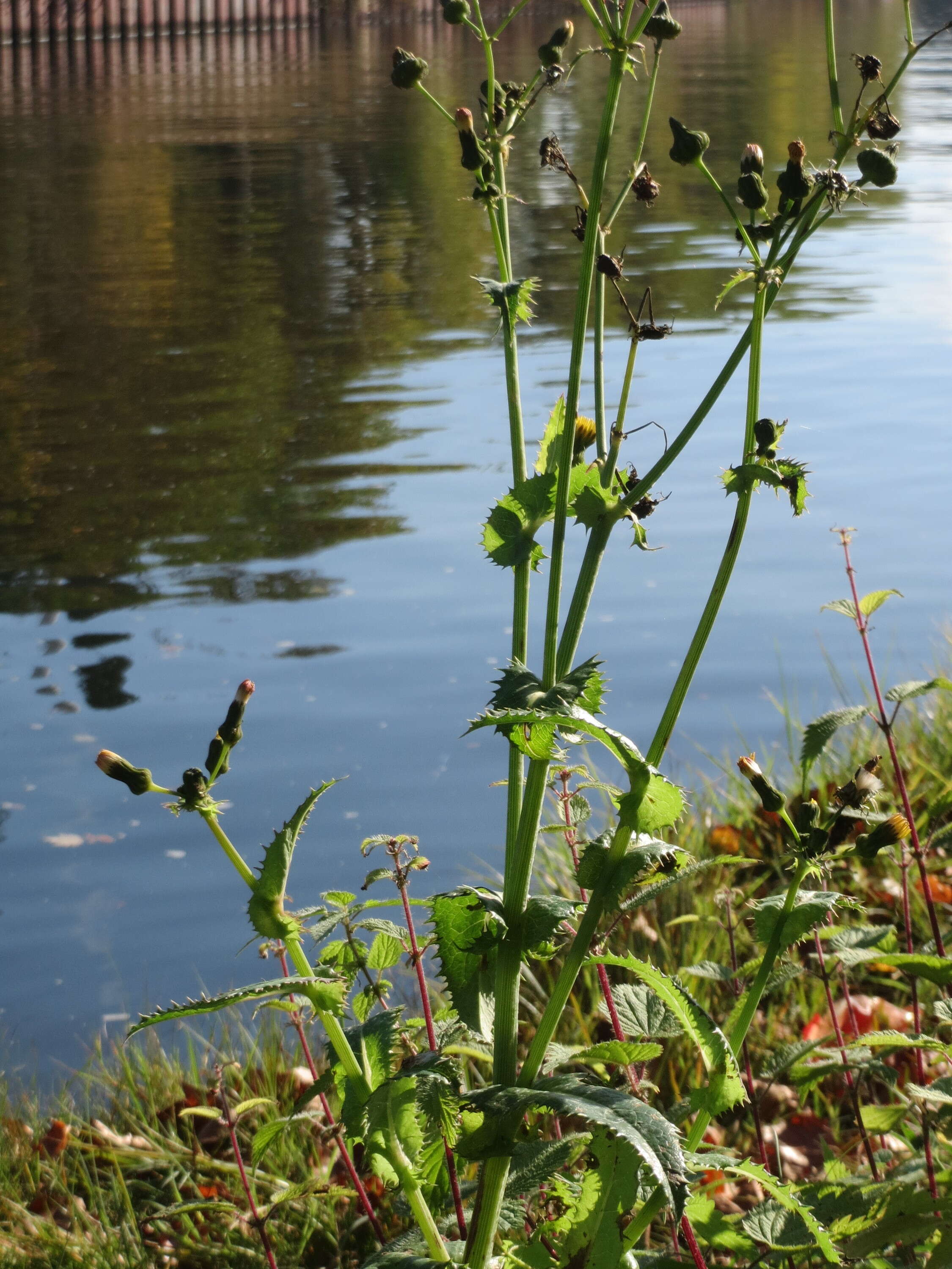 Plancia ëd Sonchus asper (L.) Hill