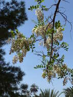 Image of black locust