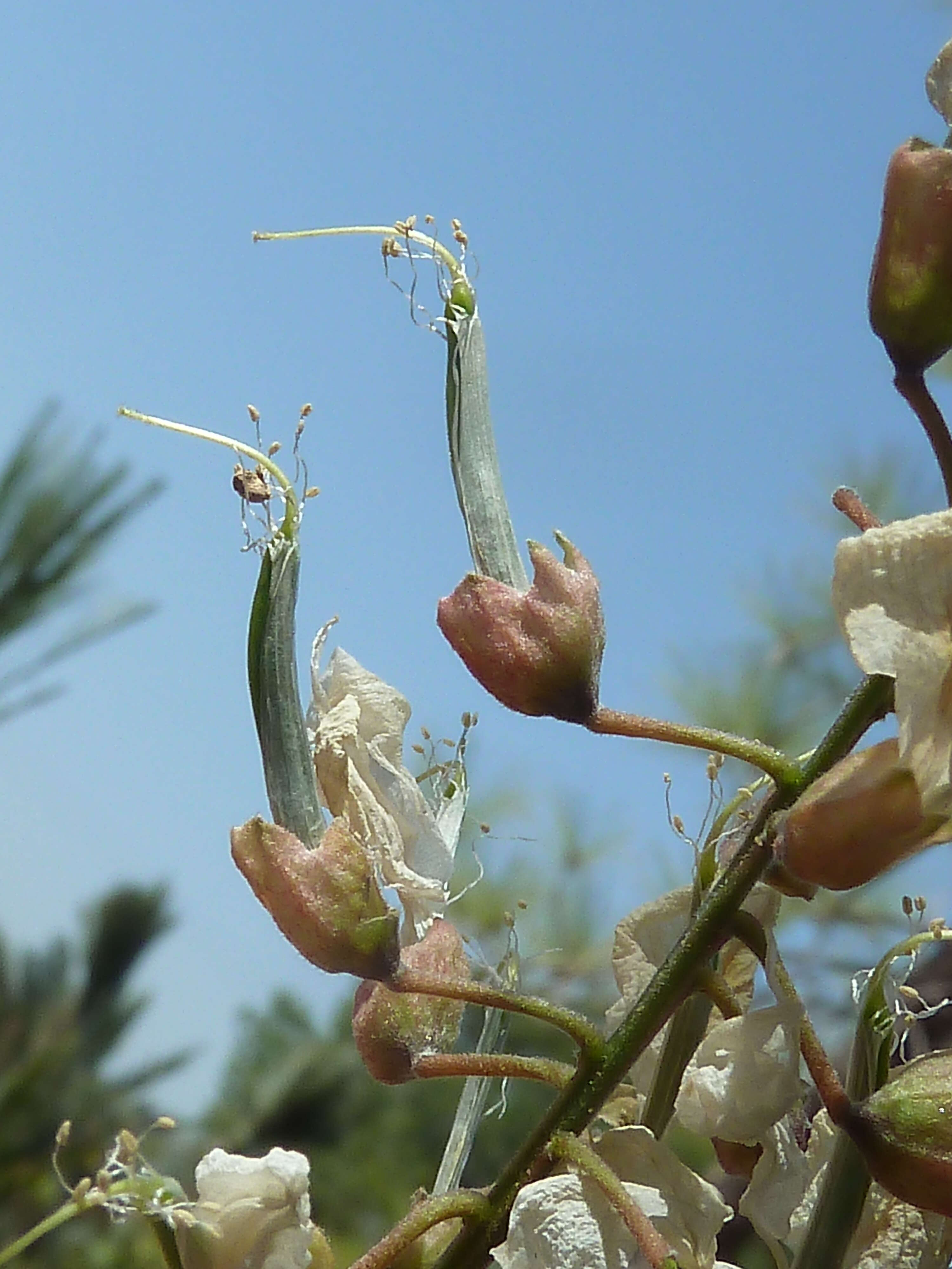 Image of black locust