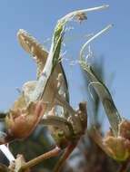 Image of black locust