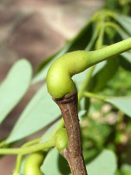 Image of black locust