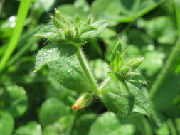 Image of sticky chickweed