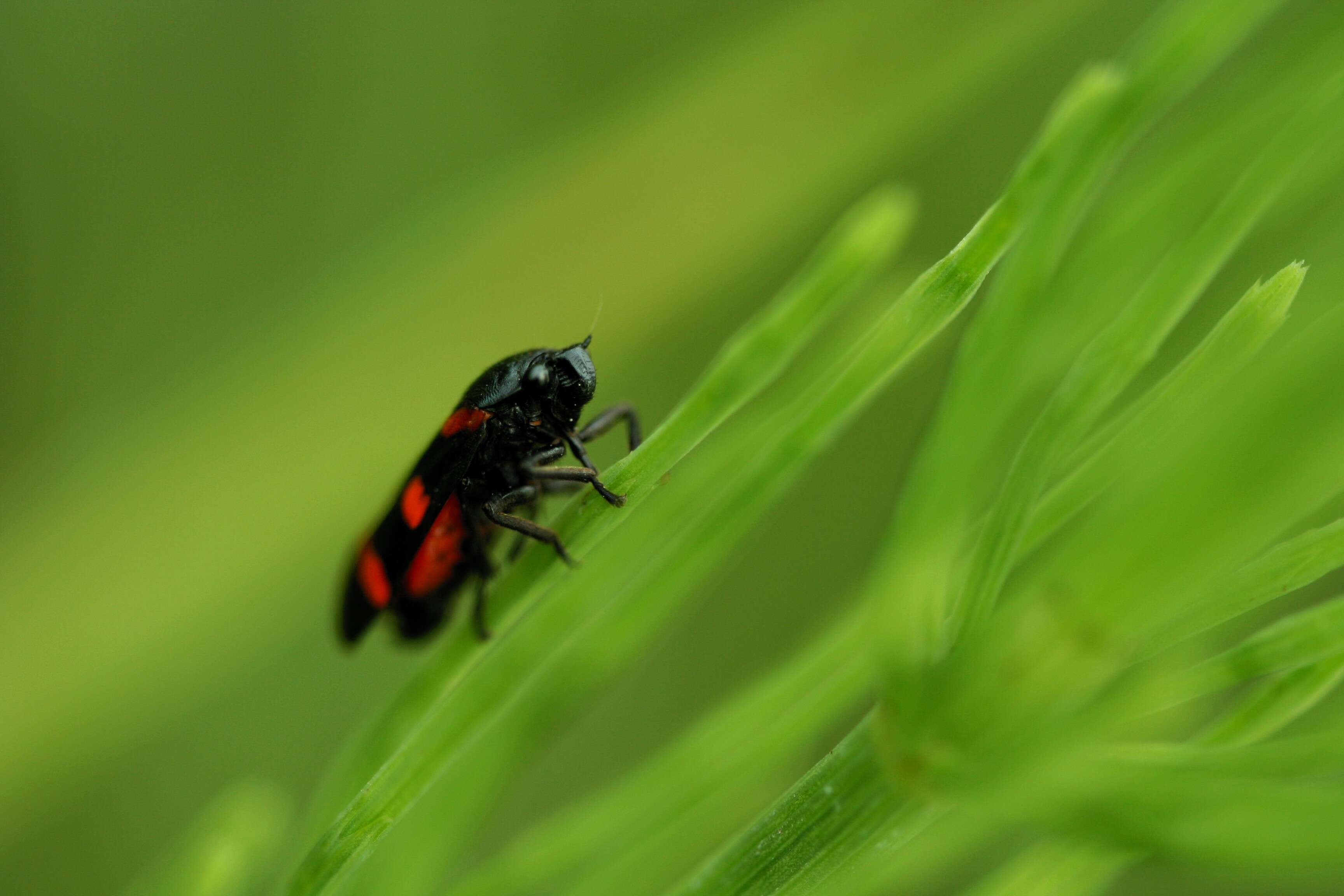 Image of Red-and-black Froghopper