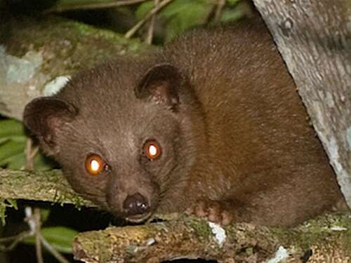 Image of Golden Dry-Zone Palm Civet