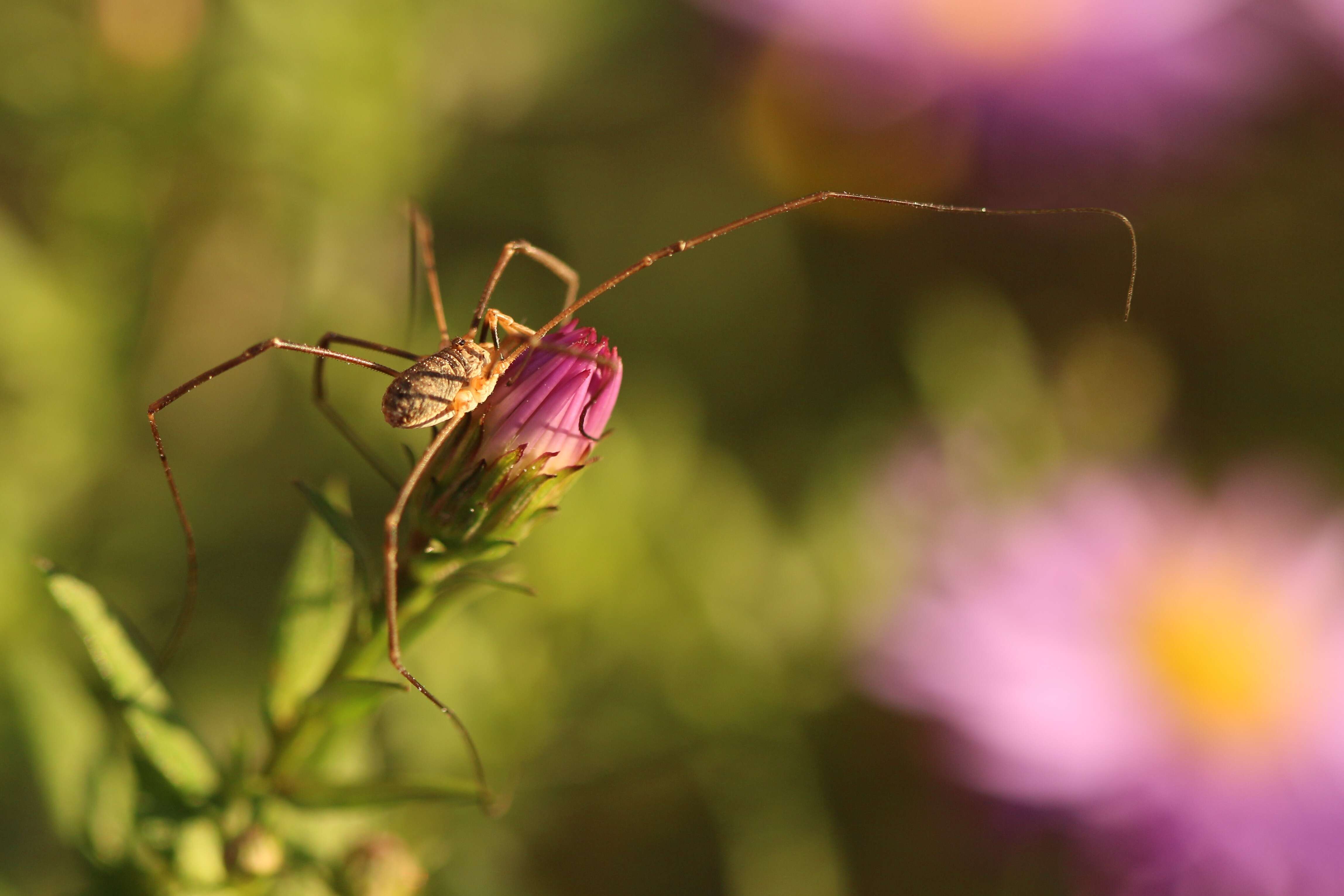 Image of Daddy longleg