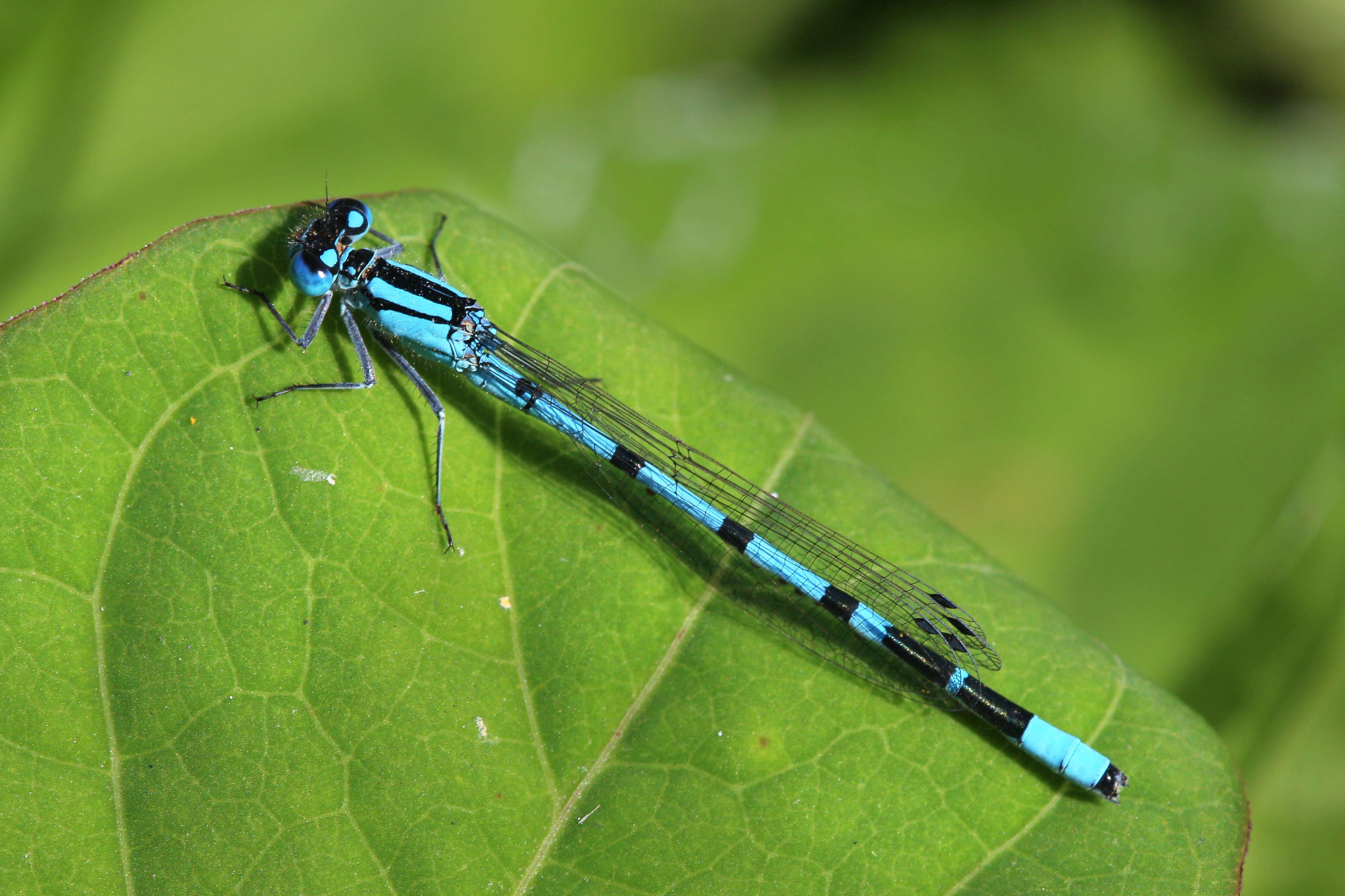 Image of Common Blue Damselfly