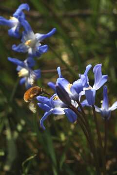 Image de Scilla luciliae (Boiss.) Speta