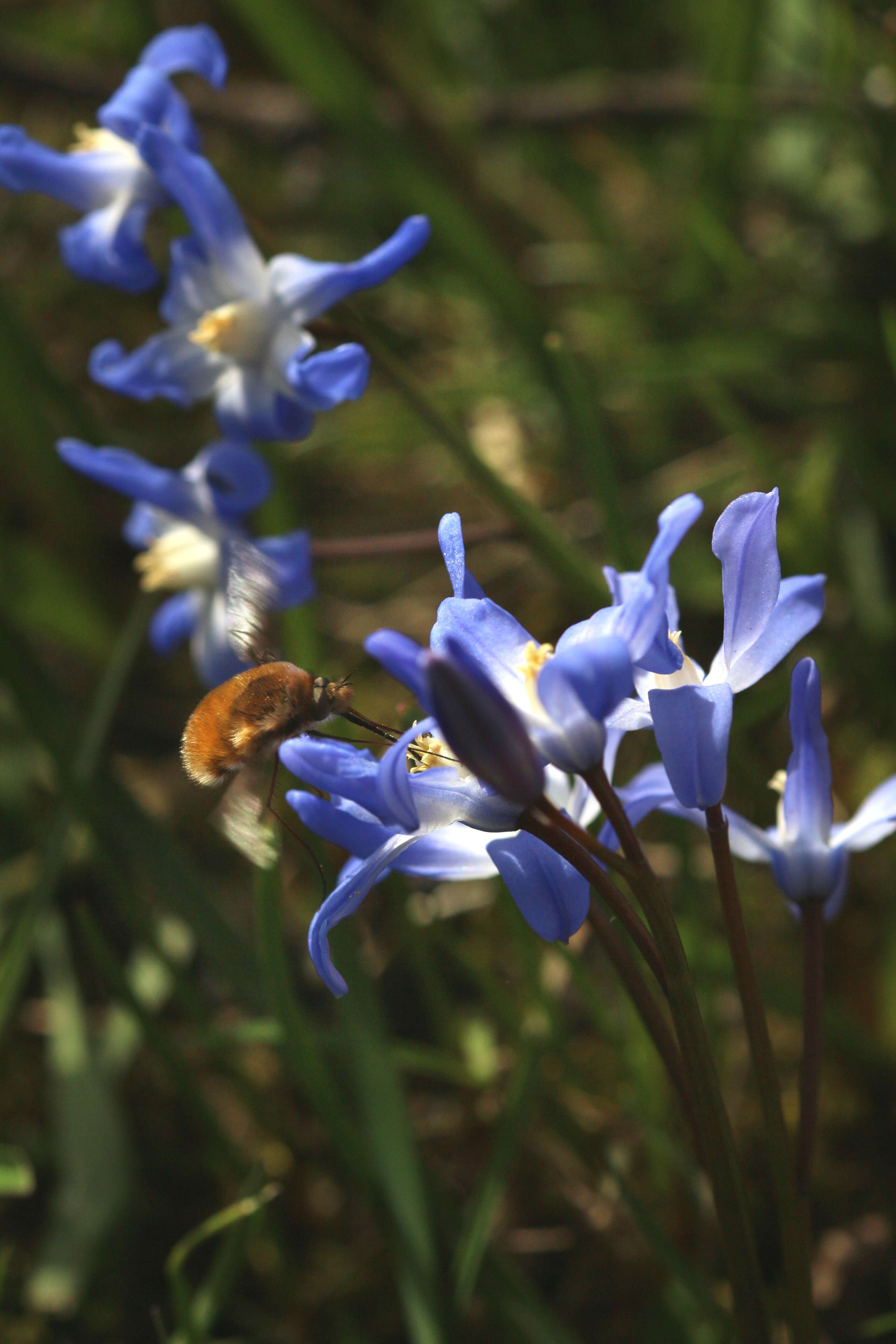 Image de Scilla luciliae (Boiss.) Speta