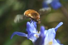 Image de Scilla luciliae (Boiss.) Speta