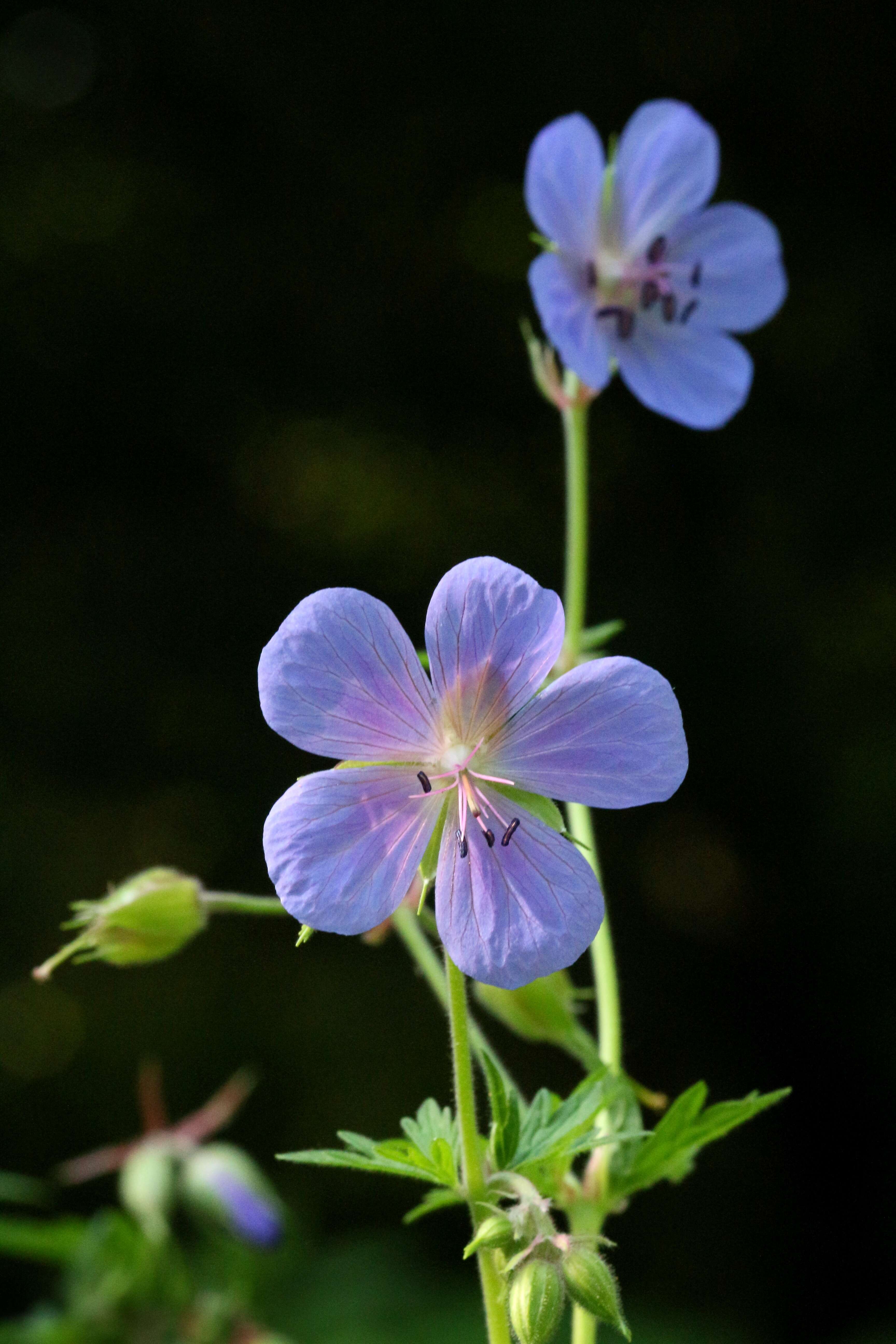 Image of Meadow Crane's-bill