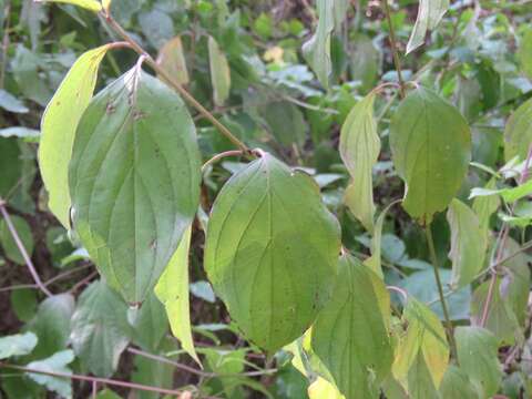 Image of bloodtwig dogwood