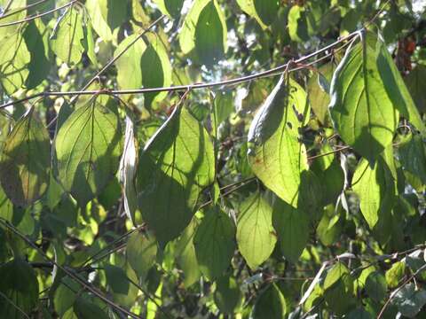 Image of bloodtwig dogwood