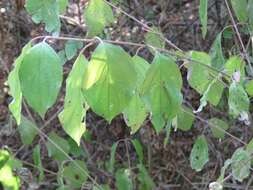 Imagem de Cornus sanguinea L.