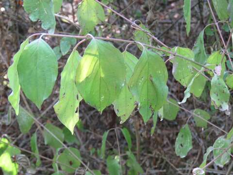 Image of bloodtwig dogwood