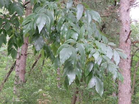 Image of European ash