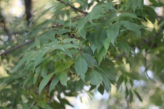 Image of Manna Ash