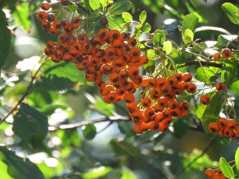 Image of narrowleaf firethorn