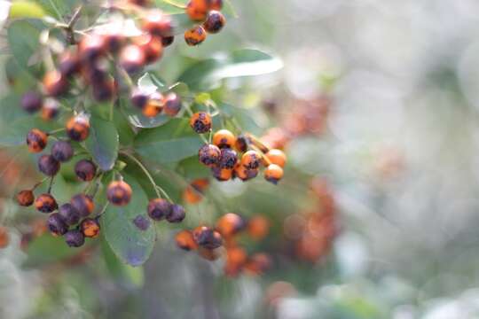 Image of narrowleaf firethorn