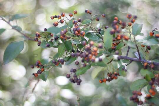 Image of narrowleaf firethorn