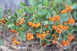 Image of narrowleaf firethorn