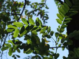 Image of black locust