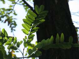 Image of black locust