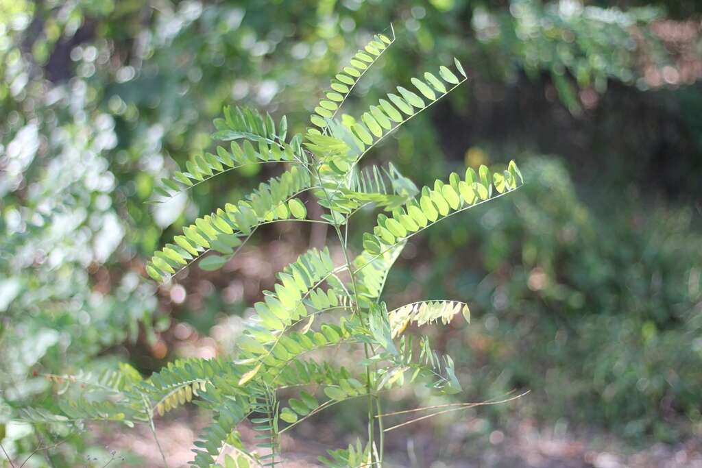 Image of black locust