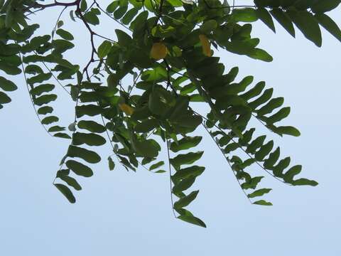 Image of black locust