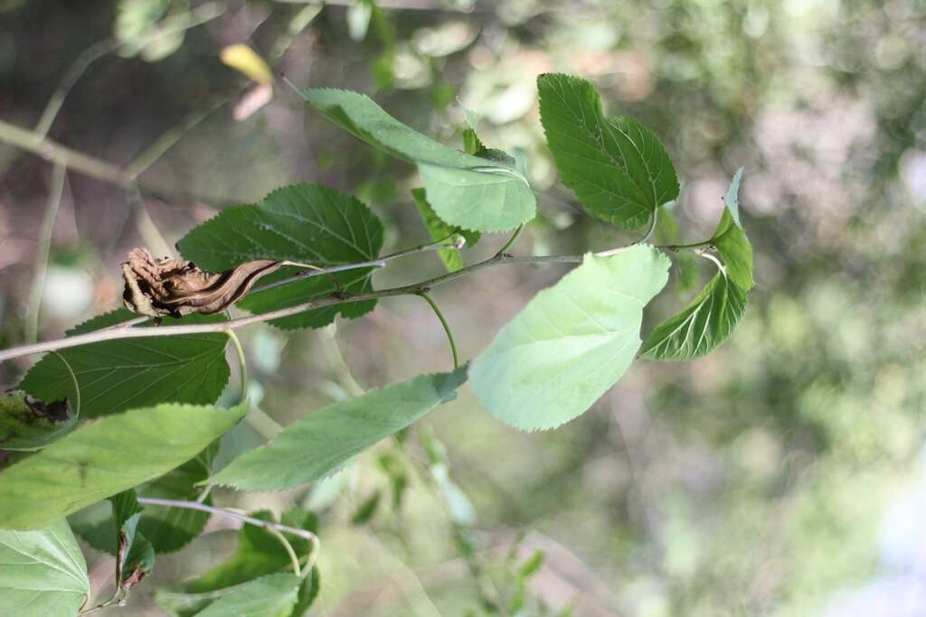 Image of Large-leaved Lime