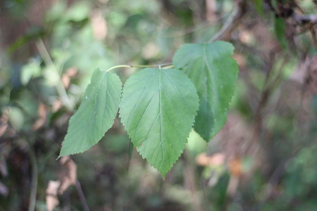 Image of Large-leaved Lime