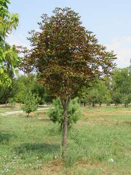 Image of European horse chestnut