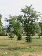 Image of black locust