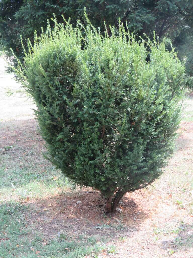 Image of English yew