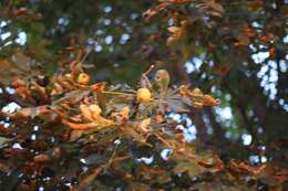 Image of European horse chestnut