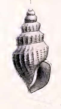 Image de Oenopota graphica (Locard 1897)