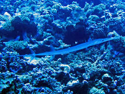 Image of Bluespotted cornetfish