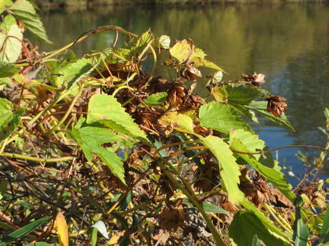 Image of common hop