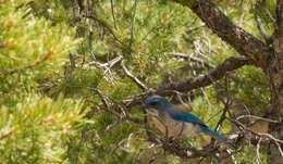 Image of Woodhouse's Scrub Jay