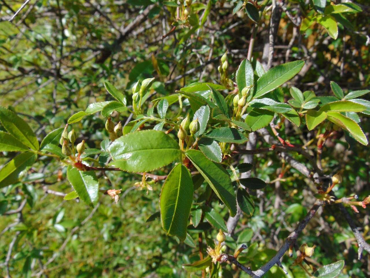 Image of Banks’ Rose