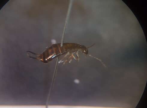 Image of common earwigs