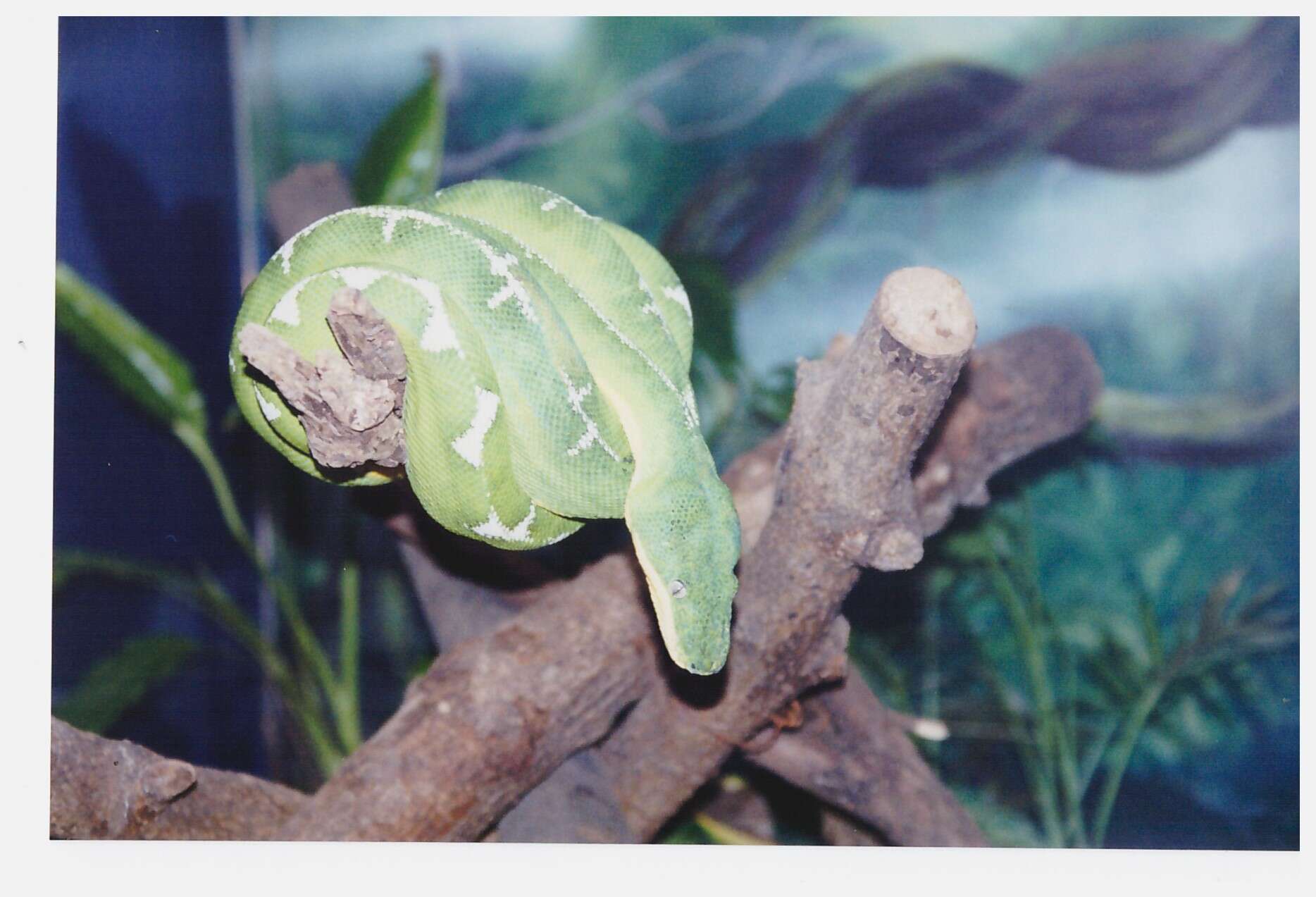 Image of Emerald Tree Boa