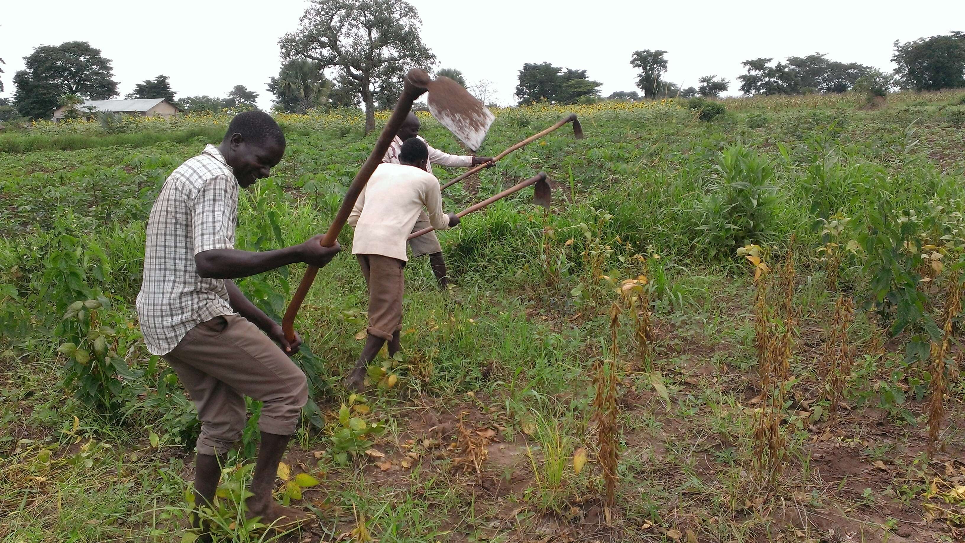 Image of soybean