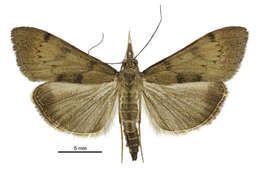 Image of Moth