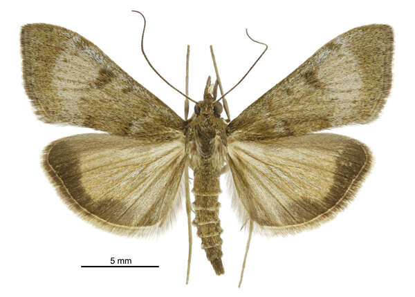 Image of Moth