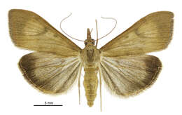 Image of Moth