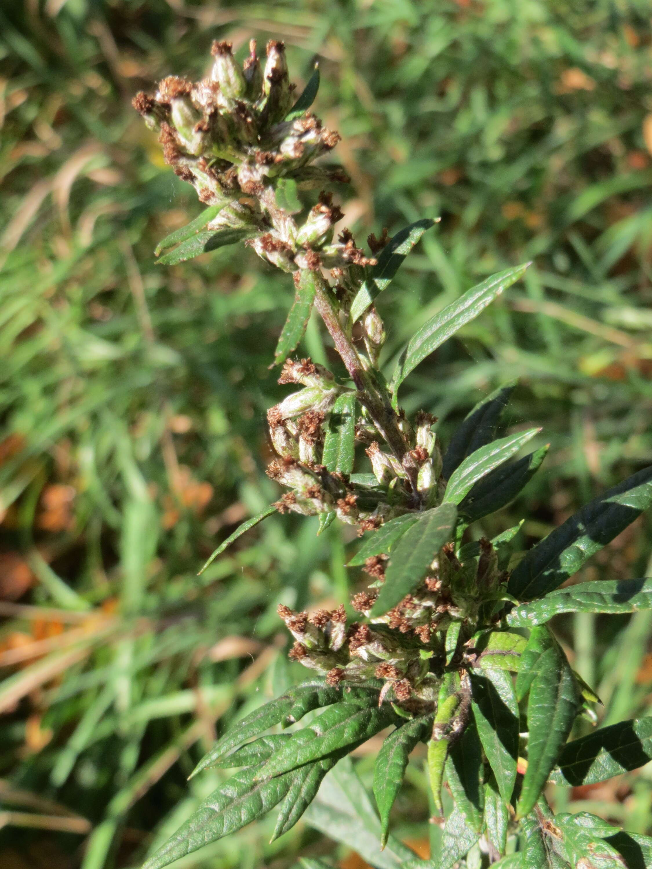 Image of common wormwood