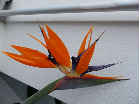 Image of Bird of paradise plant