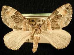 Image of Orange-barred Carpet