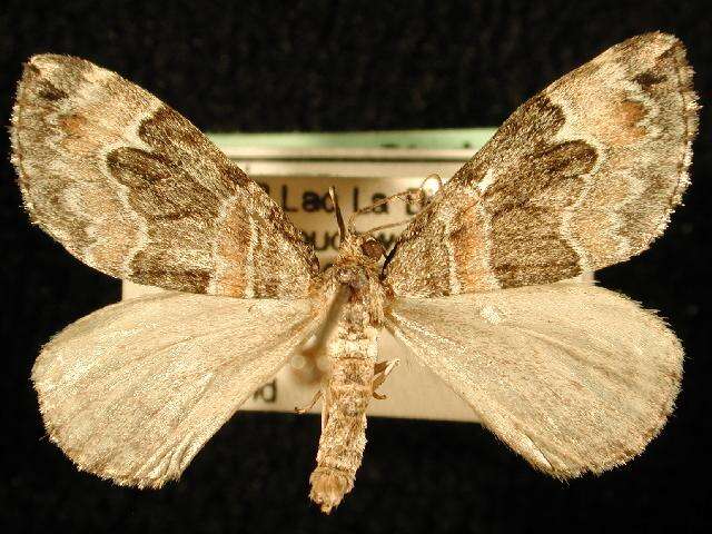 Image of Orange-barred Carpet