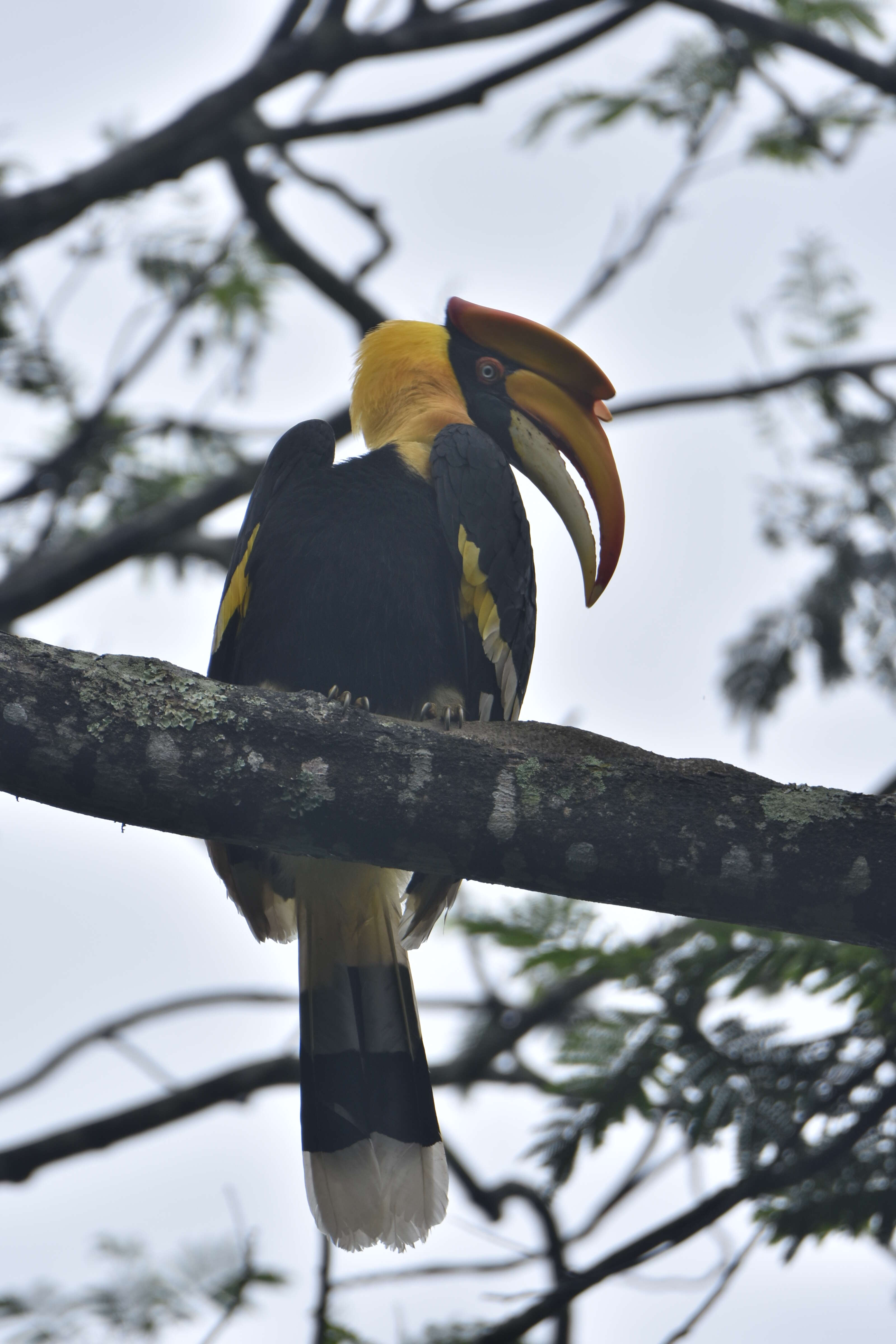 Image of Great Indian Hornbill